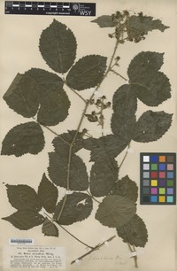 Isotype of Rubus adornatus P.J. M„ll. ex Wirtg. [family ROSACEAE]
