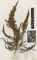 Nomenclatural Standard of Erica lusitanica Rudolph cultivar 'George Hunt' [family ERICACEAE]