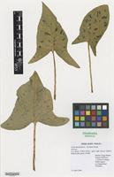 Nomenclatural Standard Portfolio of Arum maculatum L. [family ARACEAE]