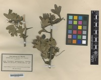Isotype of Crataegus rhipidophylla Gand. [family ROSACEAE]