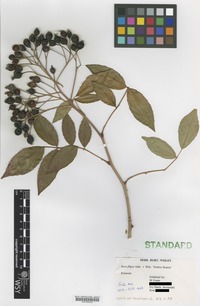 Nomenclatural Standard of Rosa filipes Rehder & E.H. Wilson cultivar 'Festive Season' [family ROSACEAE]