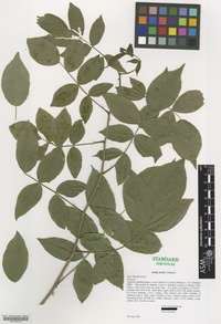 Nomenclatural Standard Portfolio of Rosa cultivar 'Brenda Colvin' [family ROSACEAE]
