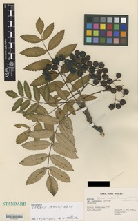 Nomenclatural Standard of Sorbus aucuparia L. cultivar 'Red Marbles' [family ROSACEAE]