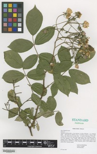 Nomenclatural Standard Portfolio of Rosa cultivar 'Brenda Colvin' [family ROSACEAE]