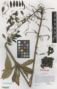 Nomenclatural Standard of Lilium martagon L. cultivar 'The Moor' [family LILIACEAE]