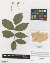 Nomenclatural Standard Portfolio of Rosa cultivar 'Brenda Colvin' [family ROSACEAE]