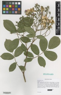 Nomenclatural Standard of Rosa cultivar 'Brenda Colvin' [family ROSACEAE]