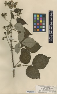 Isotype of Rubus radula Weihe ex Boenn. var sylvaticus Wirtg. [family ROSACEAE]