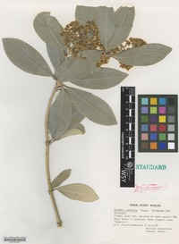 Nomenclatural Standard of Skimmia japonica Thunb. cultivar 'Stoneham Red' [family RUTACEAE]