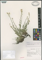 Isotype of Haplopappus graniticus Tiehm & L.M. Shultz [family ASTERACEAE]