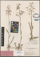 Holotype of Luzula hitchcockii Hamet-Ahti [family JUNCACEAE]