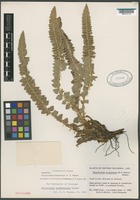 Holotype of Polystichum kruckebergii Wagner [family POLYPODIACEAE]