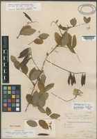 Isotype of Lathyrus vestitus Nutt. var. ochropetalus (Piper) Isley [family FABACEAE]