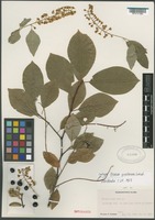 Isotype of Prunus pinetorum Suksd. [family ROSACEAE]