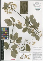 Isotype of Prunus ×pugetensis A. L. Jacobson & P. F. Zika [family ROSACEAE]