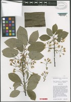 Holotype of Prunus ×pugetensis A. L. Jacobson & P. F. Zika [family ROSACEAE]