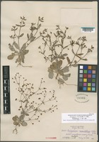 Isotype of Eriogonum maculatum Heller [family POLYGONACEAE]