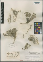 Isotype of Draba sierrae C.W. Sharsmith [family BRASSICACEAE]