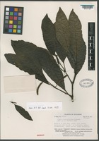 Isotype of Piper densiciliatum Yuncker [family PIPERACEAE]