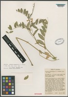 Holotype of Lathyrus delnorticus C.L. Hitchc [family FABACEAE]