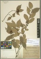 Holotype of Photinia hirsuta Hand.-Mazz. [family ROSACEAE]