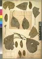 Isolectotype of Terminalia superba Engl. and Diels [family COMBRETACEAE]