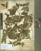 Holotype of Loxocalyx quinquenervius Hand.-Mazz. [family LAMIACEAE]