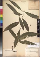 Syntype of Psychotria lanceifolia K. Schum. [family RUBIACEAE]