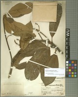 Holotype of Eriobotrya salwinensis Hand.-Mazz. [family ROSACEAE]