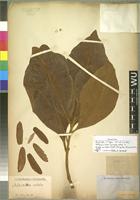 Type of Melanorrhoea usitata Wall. [family ANACARDIACEAE]