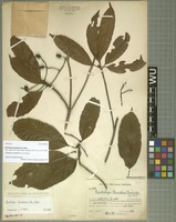 Holotype of Eriobotrya brackloi Hand.-Mazz. [family ROSACEAE]