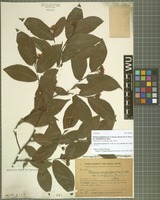 Holotype of Photinia amphidoxa (C. K. Schneid.) Rehder & E. H. Wilson variety amphileia Hand.-Mazz. [family ROSACEAE]