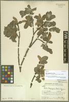 Syntype of Salix coggygria Hand.-Mazz. [family SALICACEAE]