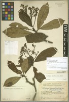 Syntype of Eriobotrya brackloi Hand.-Mazz. variety atrichophylla Hand.-Mazz. [family ROSACEAE]