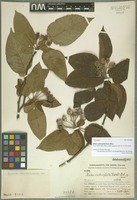 Holotype of Malus ombrophila Hand.-Mazz. [family ROSACEAE]