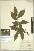 Holotype of Photinia amphidoxa (C. K. Schneid.) Rehder & E. H. Wilson variety amphileia Hand.-Mazz. [family ROSACEAE]