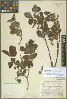 Syntype of Salix coggygria Hand.-Mazz. [family SALICACEAE]