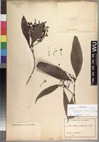 Syntype of Ixora euosmia K. Schum. [family RUBIACEAE]