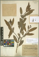 Syntype of Photinia stenophylla Hand.-Mazz. [family ROSACEAE]