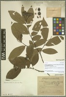 Holotype of Photinia amphidoxa (C. K. Schneid.) Rehder & E. H. Wilson variety amphileia Hand.-Mazz. [family ROSACEAE]