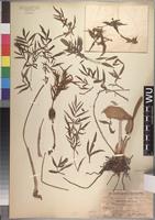 Isotype of Gonatopus angustus N. E. Br. [family ARACEAE]
