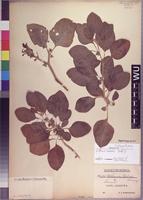 Syntype of Withania riebeckii Balf. f. [family SOLANACEAE]