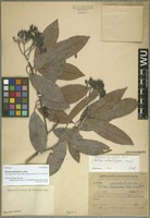 Syntype of Photinia consimilis Hand.-Mazz. [family ROSACEAE]