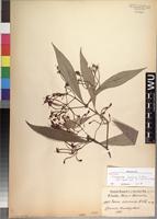 Syntype of Ixora euosmia K. Schum. [family RUBIACEAE]