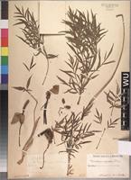 Isotype of Gonatopus angustus N. E. Br. [family ARACEAE]