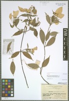 Isotype of Mussaenda kwangtungensis H. L. Li [family RUBIACEAE]