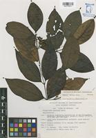 Holotype of Diplopterys mexicana B. Gates [family MALPIGHIACEAE]