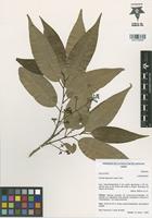 Holotype of Ocotea disjuncta Lorea-Hern. [family LAURACEAE]