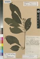 Pavetta laxa Manning, S.D. [family RUBIACEAE]