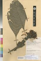 Anisotes zenkeri (Lindau) C.B.Clarke [family ACANTHACEAE]